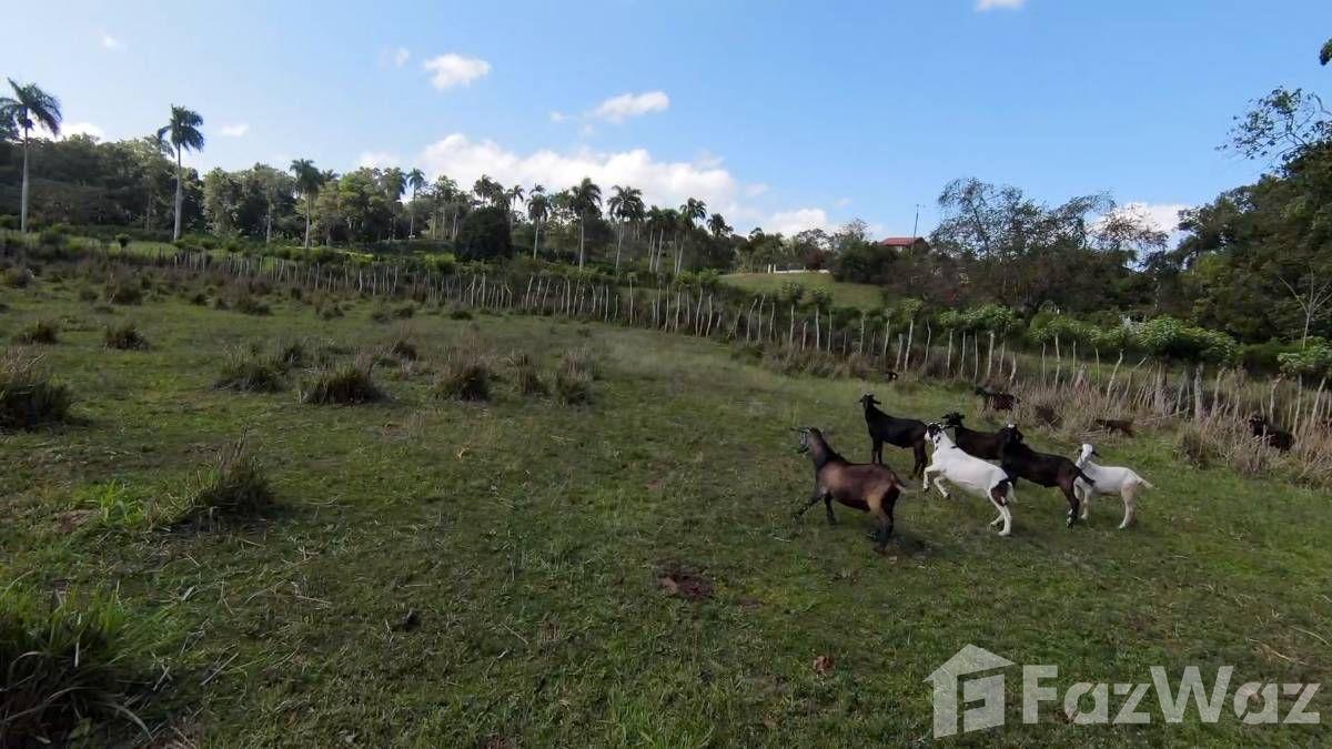 Hobby Or Organic Farm For Sale in Sosua, Puerto Plata — photo 4