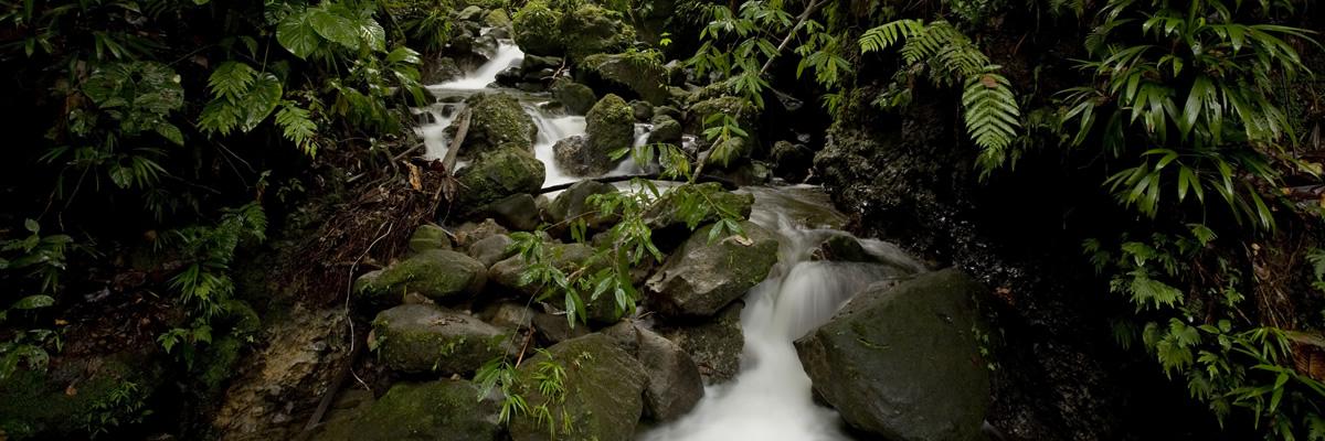 Lots of Land for Sale in Boutique Eco Resort, La Plaine, Dominica — photo 4
