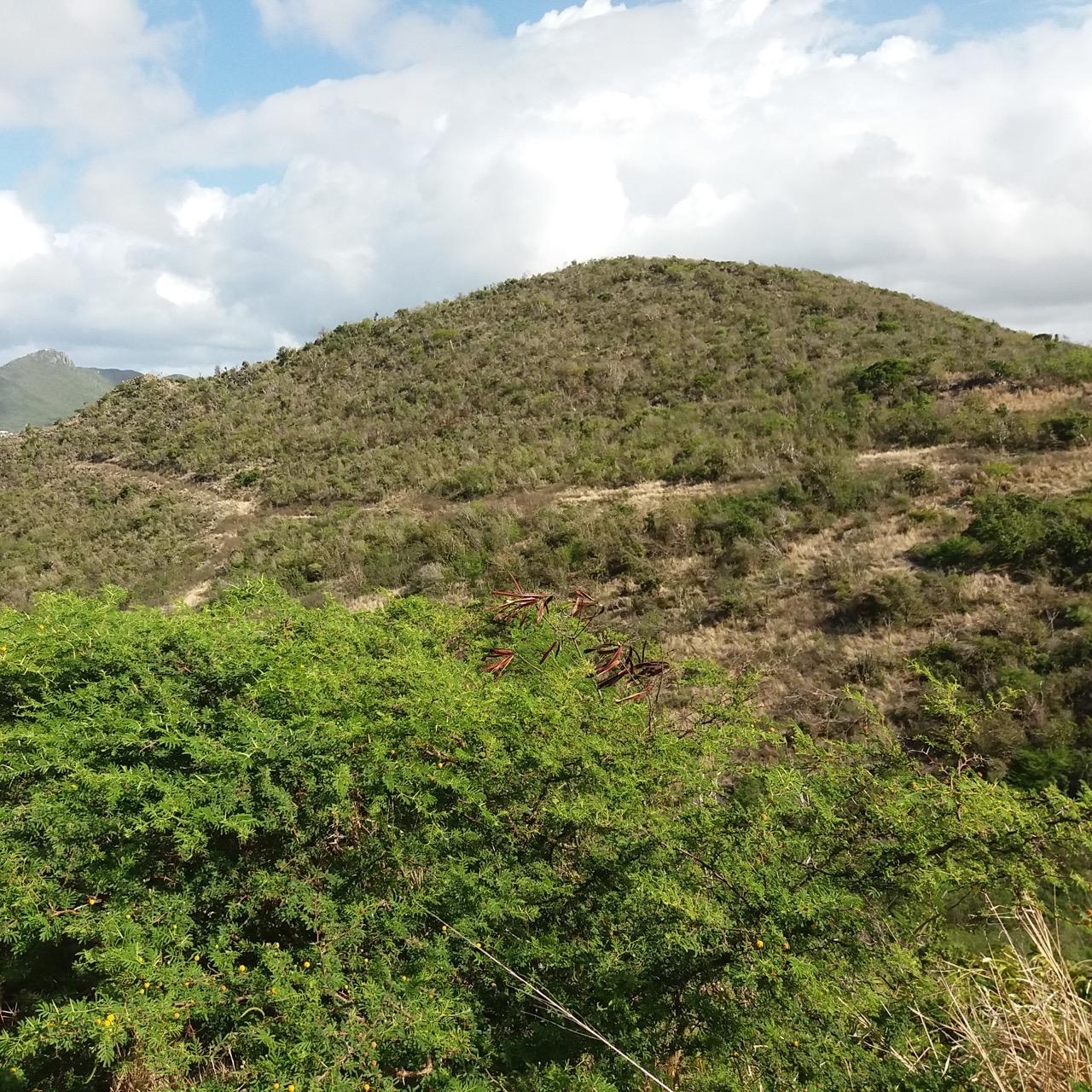 0.25 Acres of Land for Sale, Philipsburg, St Maarten — photo 5