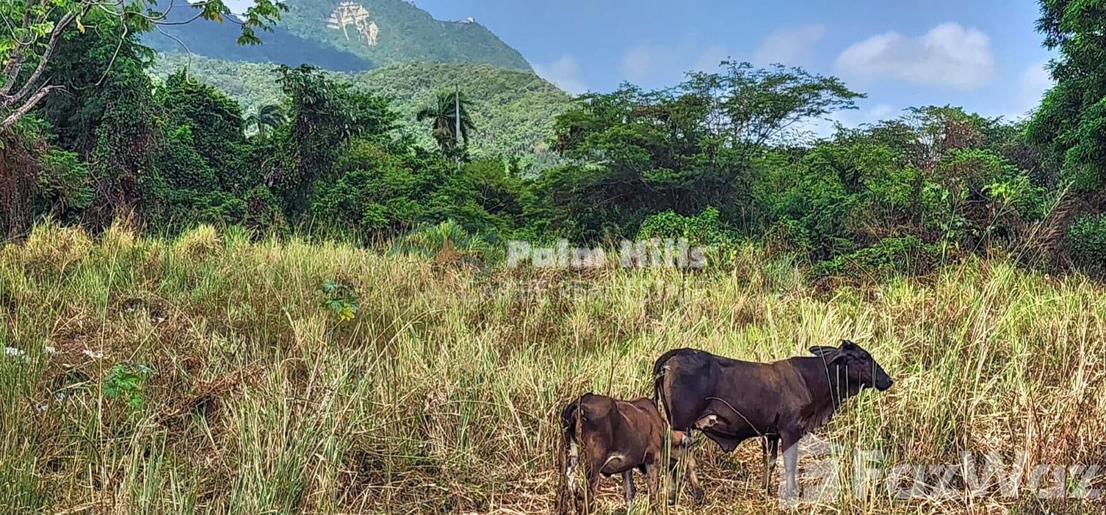Land for sale at Puerto Plata in San Felipe De Puerto Plata, Puerto Plata, Dominican Republic — photo 5