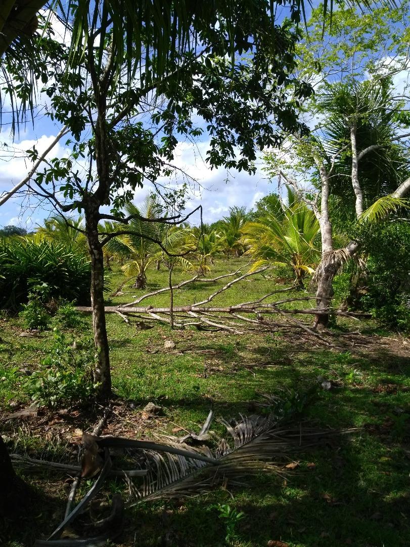 Young Hybrid Coconut Farm — photo 2