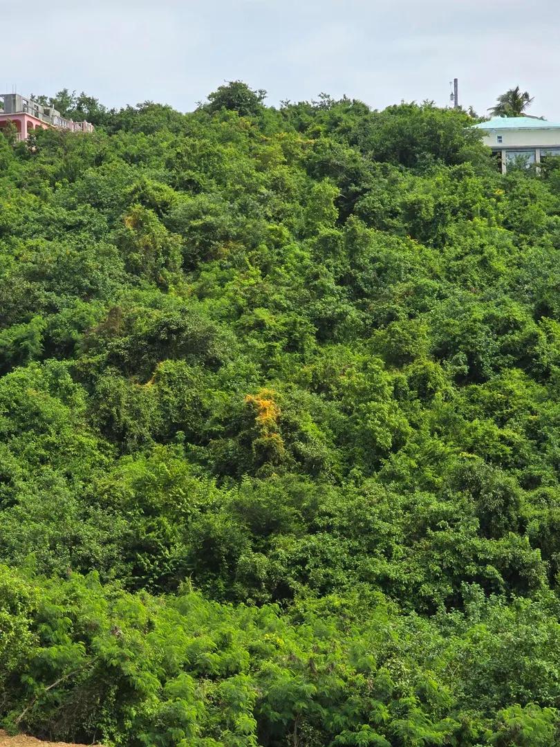 1.25 Acre Lot with Sea View in St. Croix — photo 3