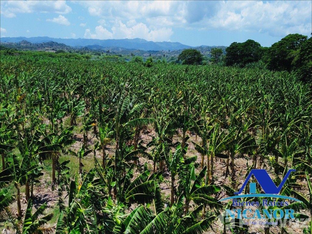 Banana plantation farm for sale in Imbert, Puerto Plata — photo 5