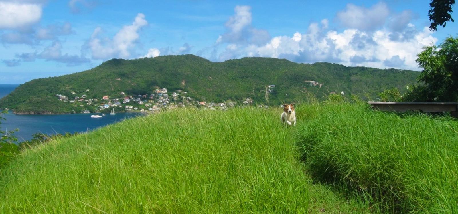2.06 Acre Estate with 3 Bedroom Home and 2 Bedroom Cottage for Sale, Lower Bay, Bequia — photo 4