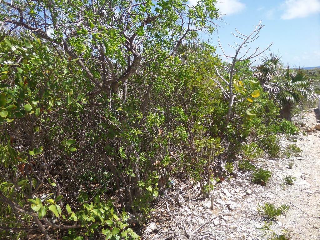 LOT# 7 STELLA MARIS — photo 5