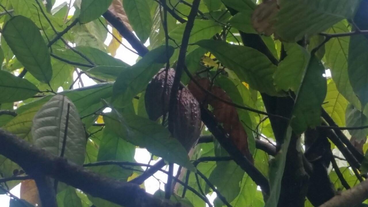 Former Cocoa And Coffee Farm — photo 3