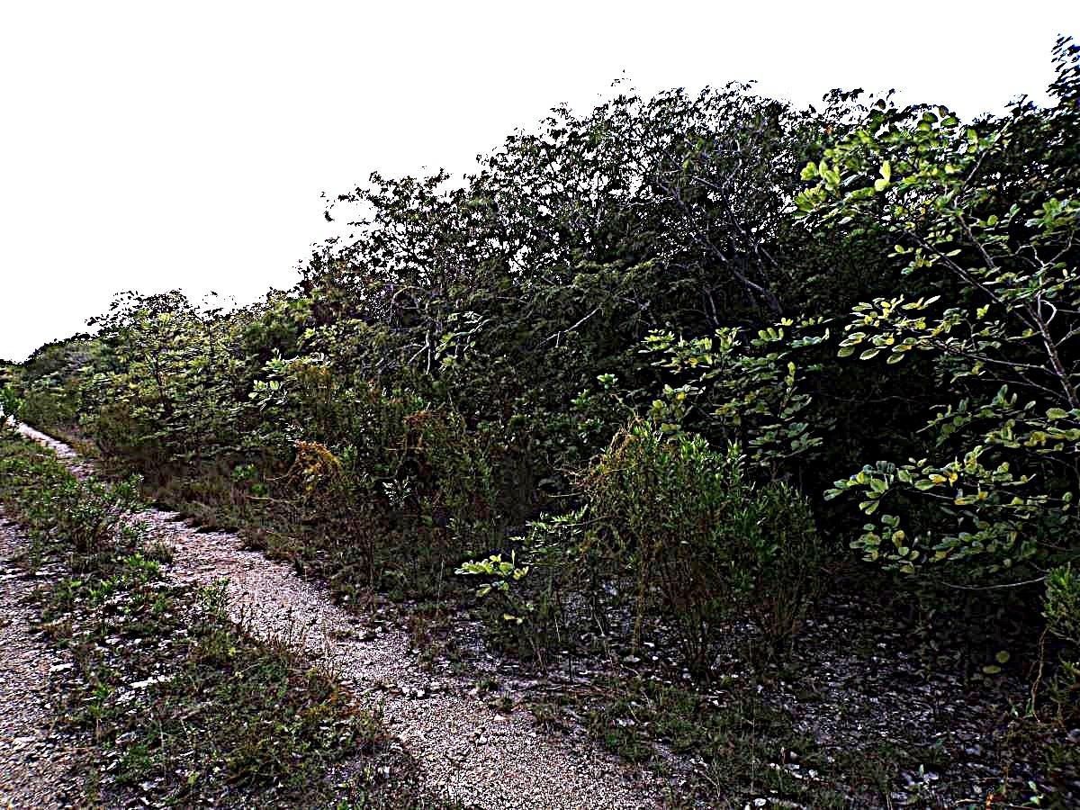 PLOT# 11 O’NEILS — photo 1