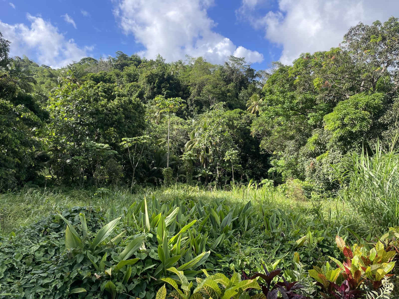 Expansive 5.58-Acre Land Opportunity in Lush Bexon, Castries - Priced Below Valuation!! — photo 4