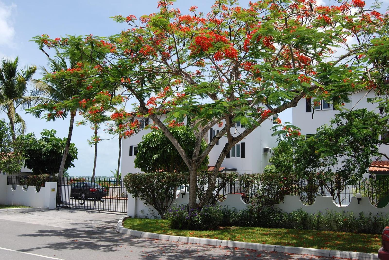 SAN MARINO 2 Bedroom Apartment for Sale in Nassau — photo 2
