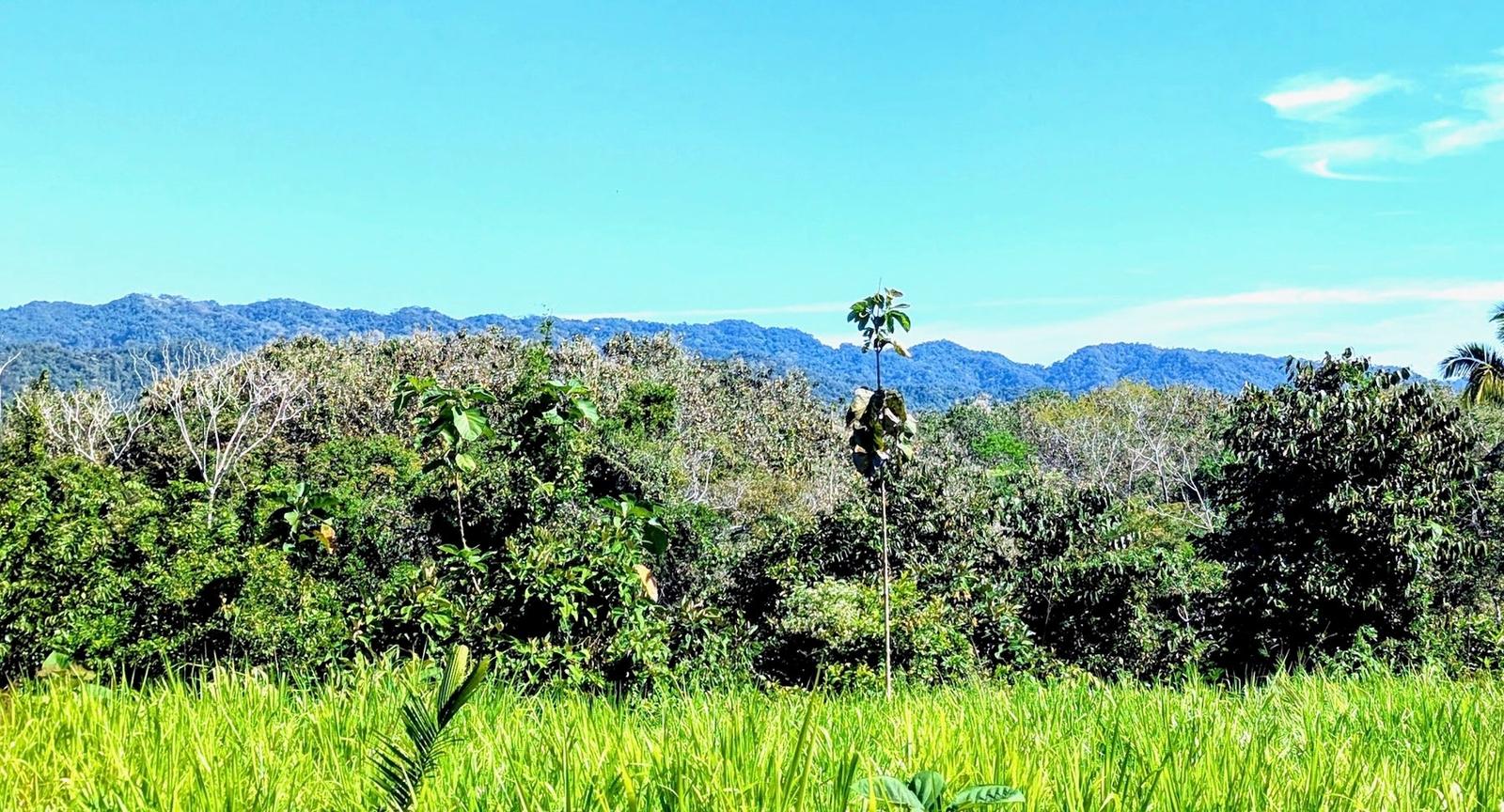 214 Acres Land for Sale in Naranjito, Quepos, Puntarenas, Costa Rica — photo 5