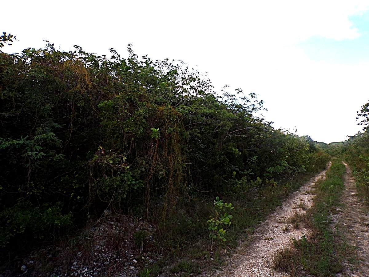 PLOT# 20 O’NEIL’S — photo 1