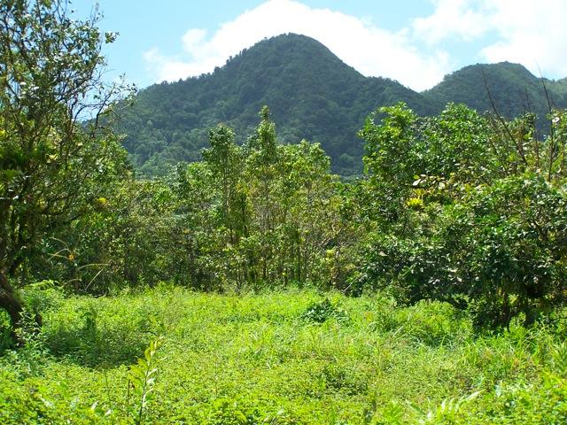 23 Acres of Pristine Land for Sale, Central Dominica — photo 1
