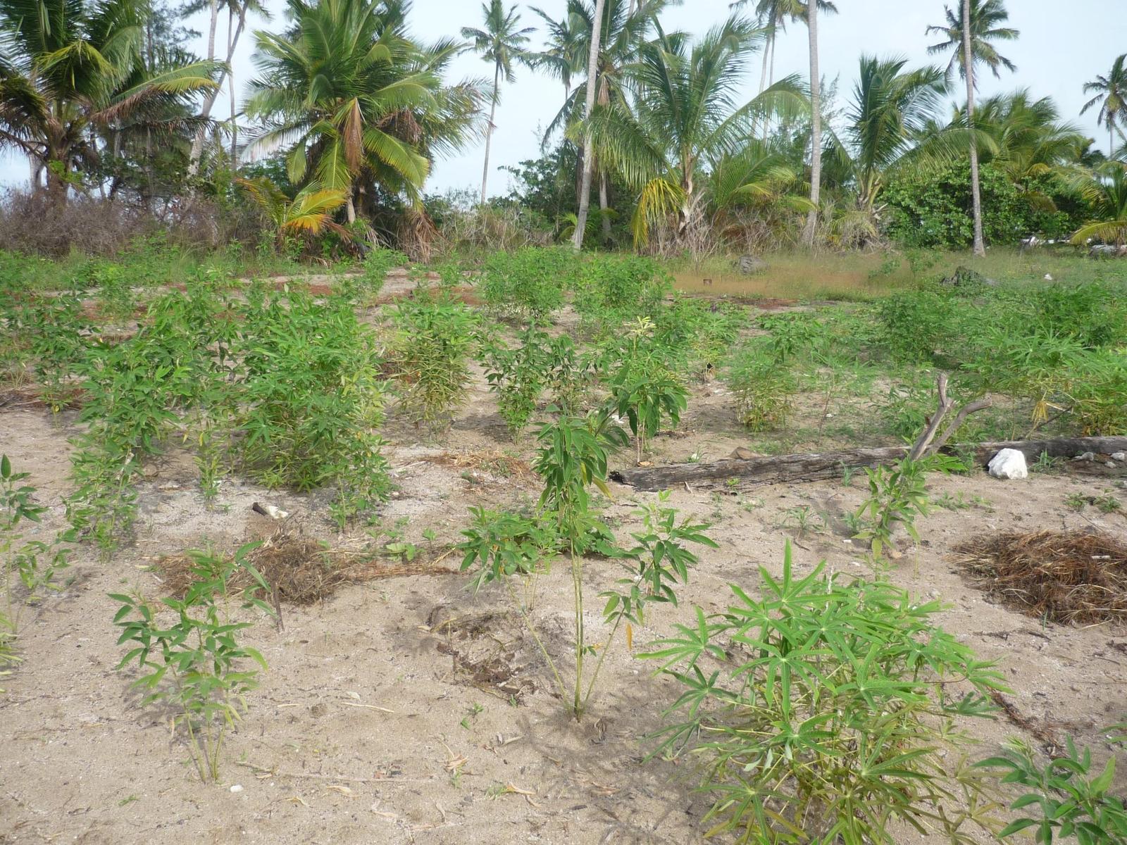 1.020 ACRES MANGROVE CAY — photo 3
