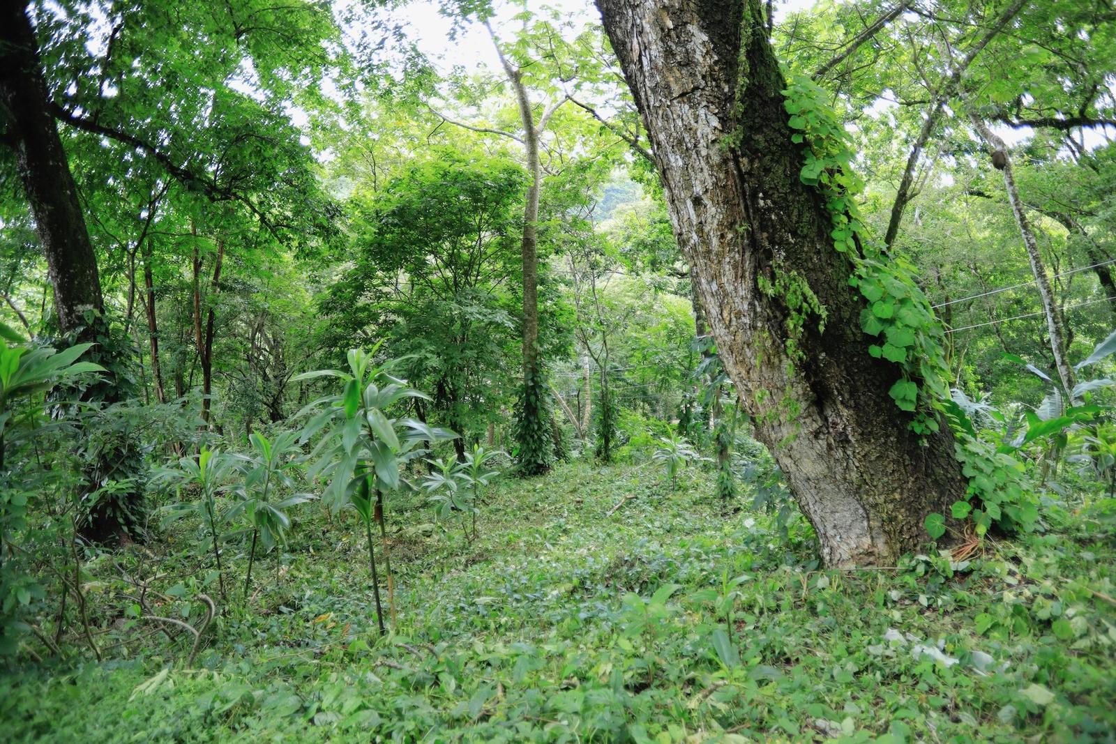 5 Bedroom Home for Sale, Santa Teresa, Puntarenas, Costa Rica — photo 2