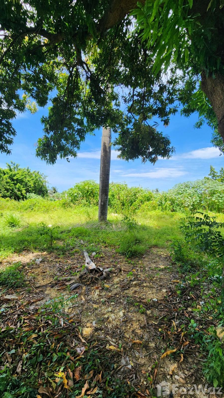 Investment Opportunity in Puerto Plata Land Plot — photo 4