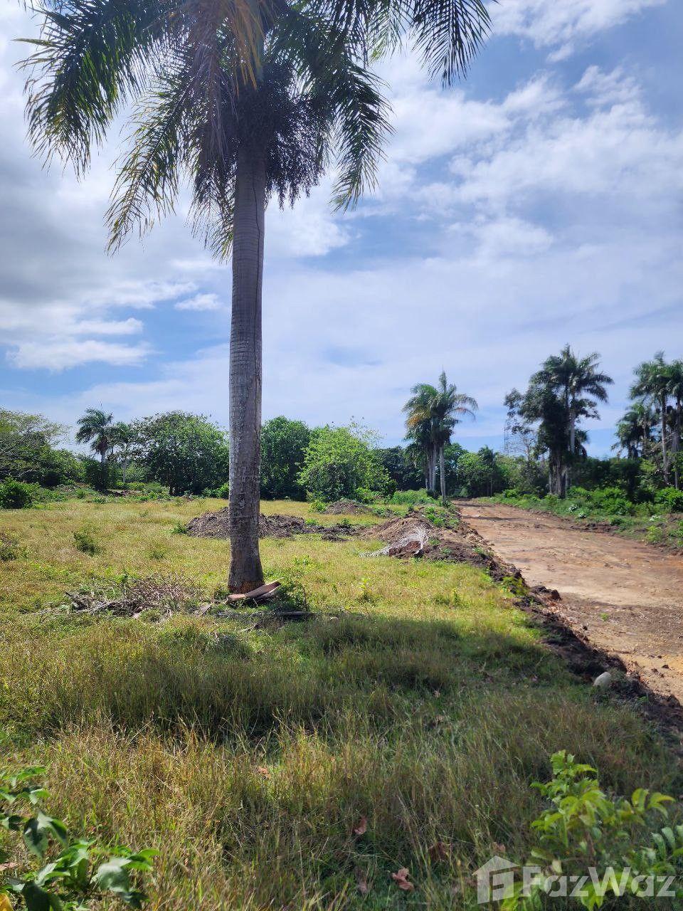 Land for sale in Muñoz, Puerto Plata! Just 3 minutes away — photo 4