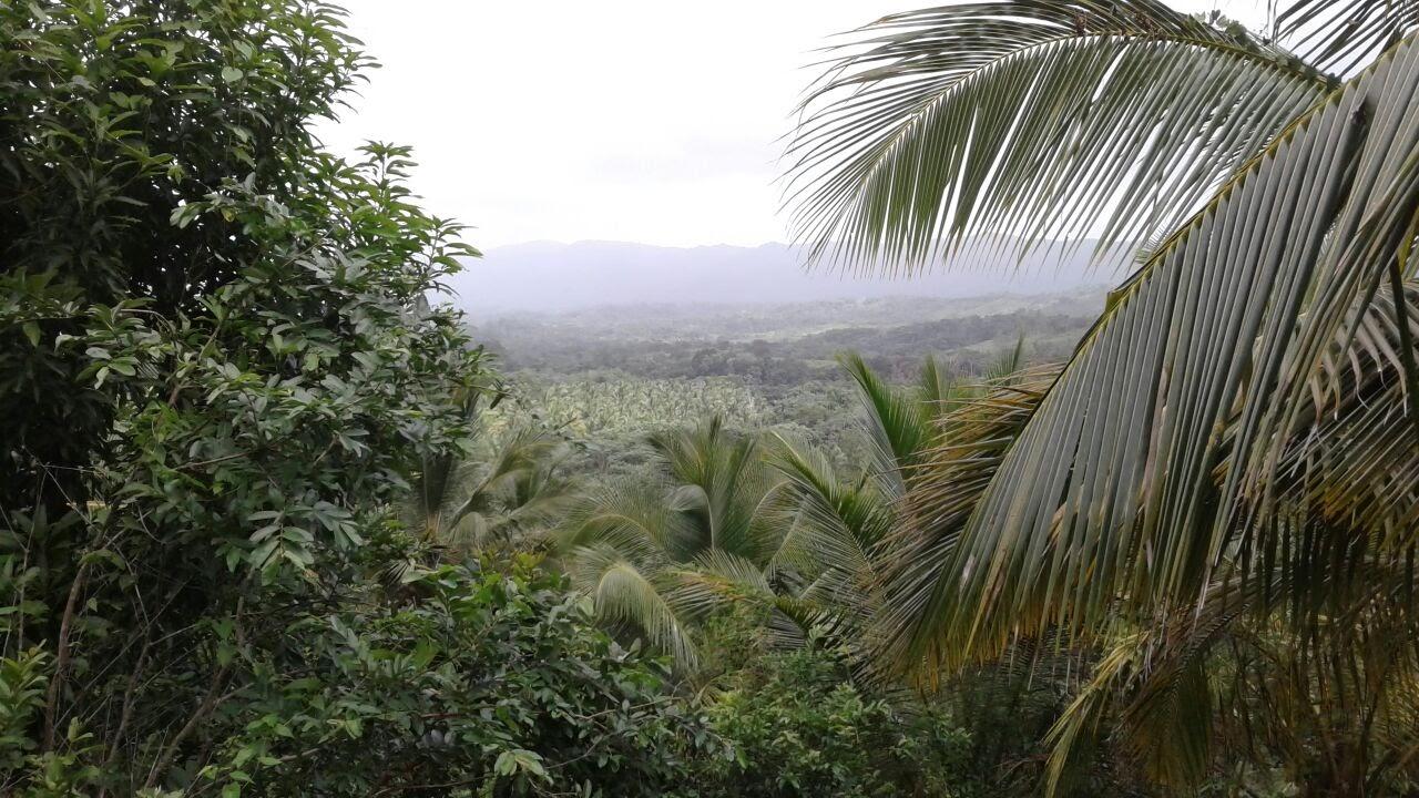 Young Coconut Farm Within â€œCoconut Forest Zoneâ€ Nagua — photo 1