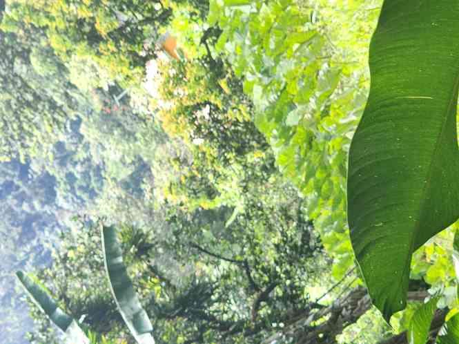 2 Acres of Land for Sale in Belles, Dominica — photo 1