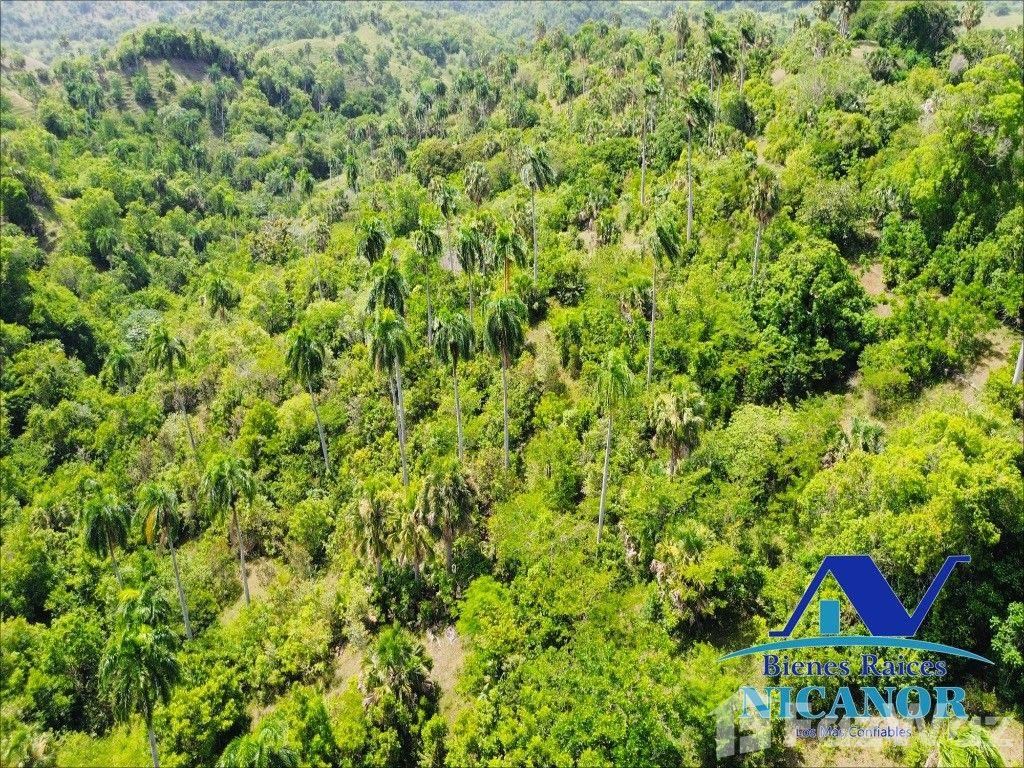 825 acre farm for sale in Imbert, Puerto Plata, Dominican Republic — photo 2