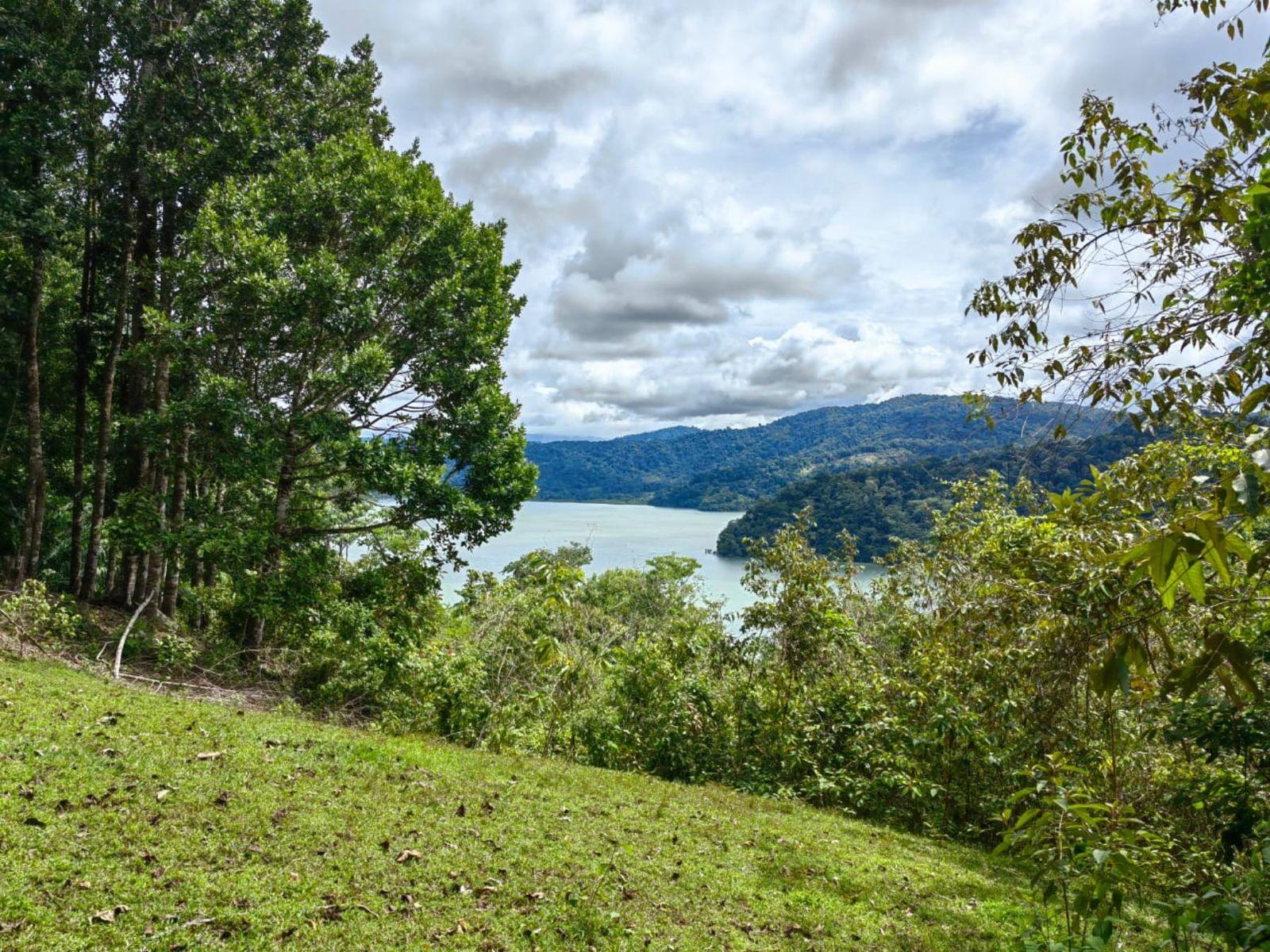 74 Acre Farm for Sale, Rincon, Golfito, Osa, Costa Rica — photo 3