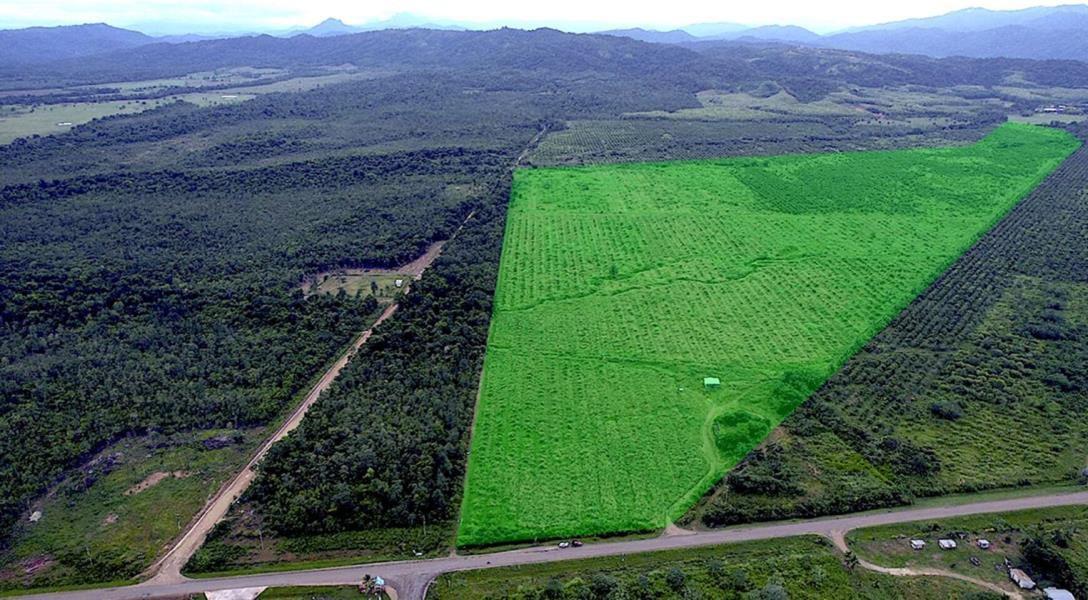 131 Acres of Rich Jungle on the Southern Highway — photo 2