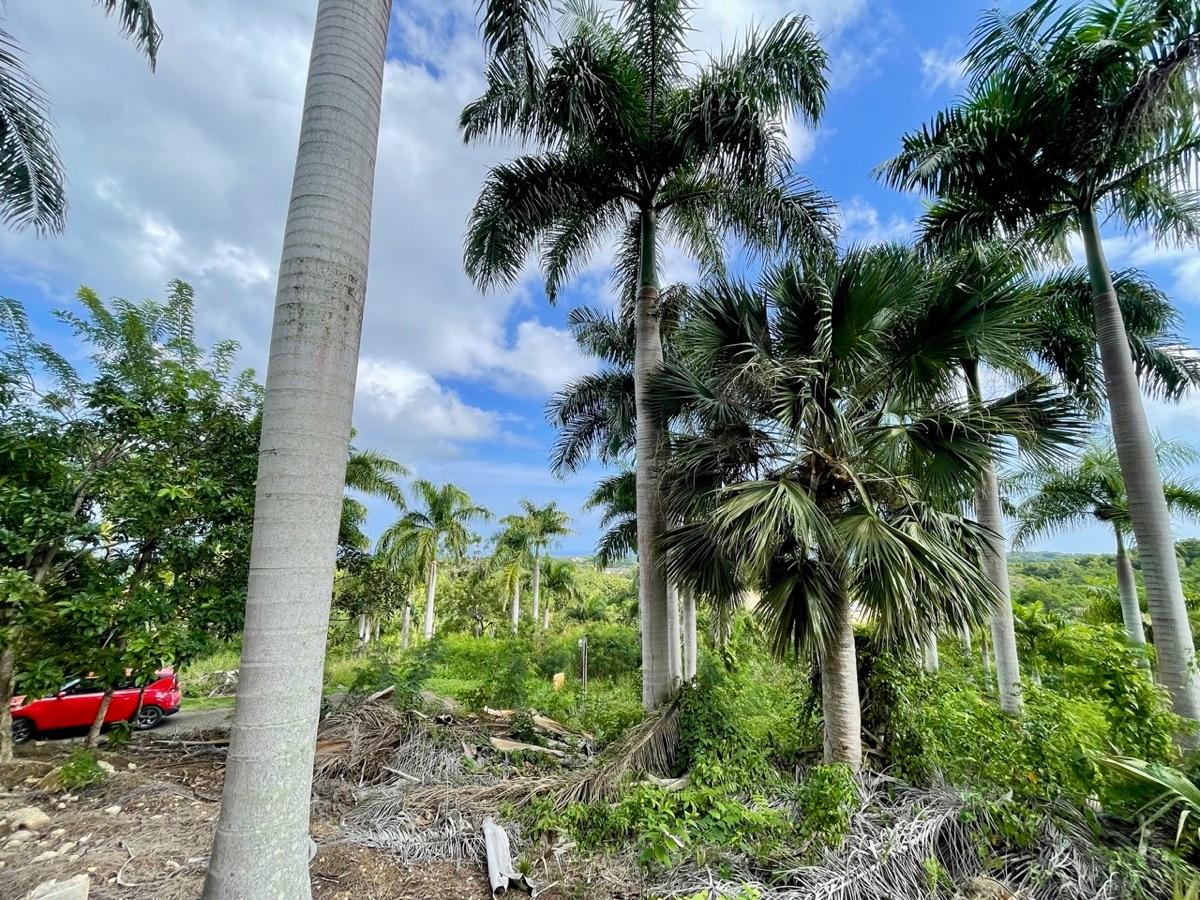 Exceptional Ocean View Land for Sale – Sosúa, Dominican Republic — photo 2
