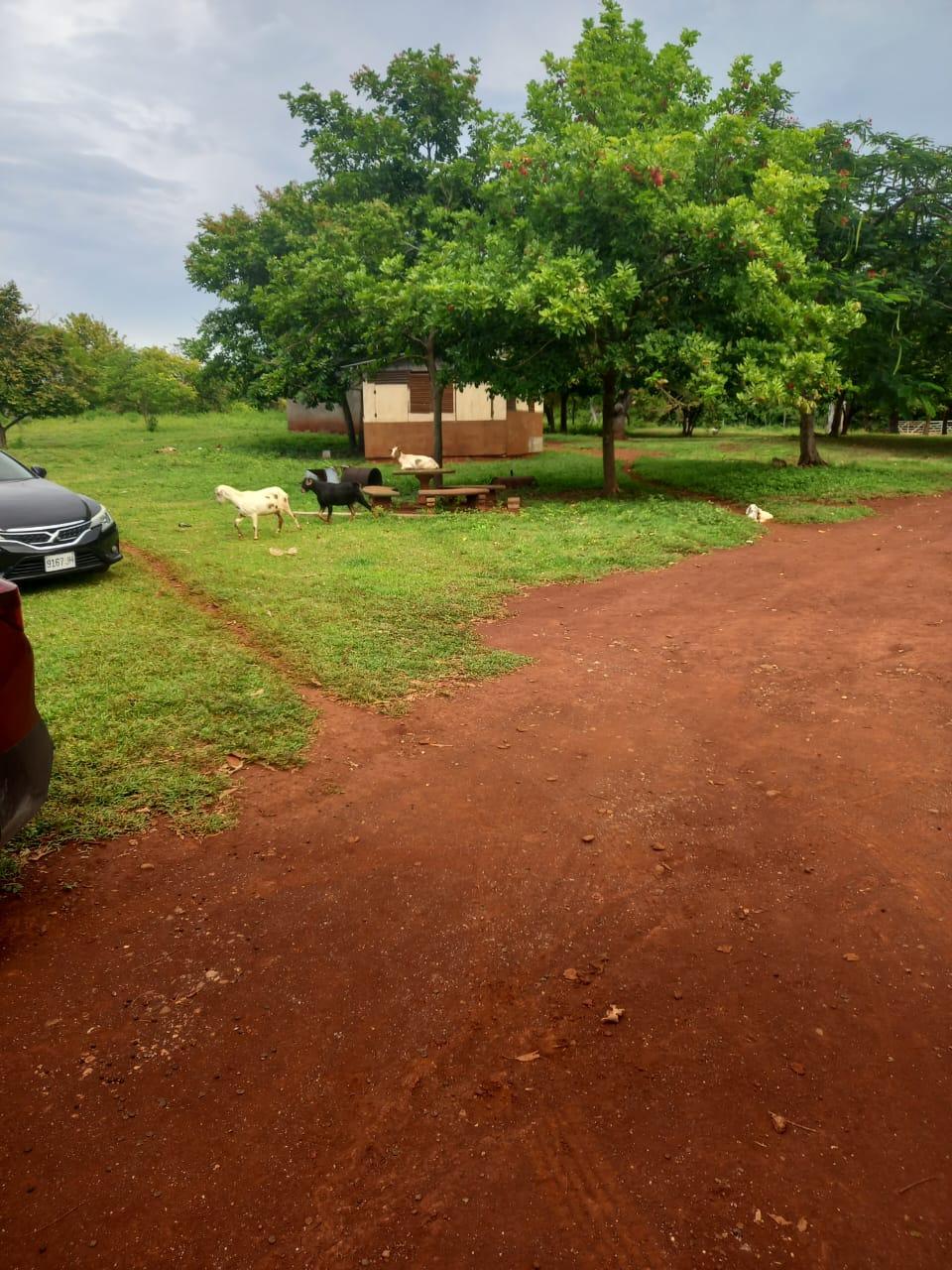 DOVER, GUANABOA VALE P.O. St. Catherine Guanaboa Vale — photo 2