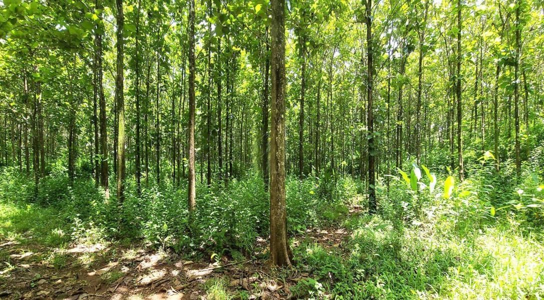 Teak plantation near Bocawina National Park — photo 4