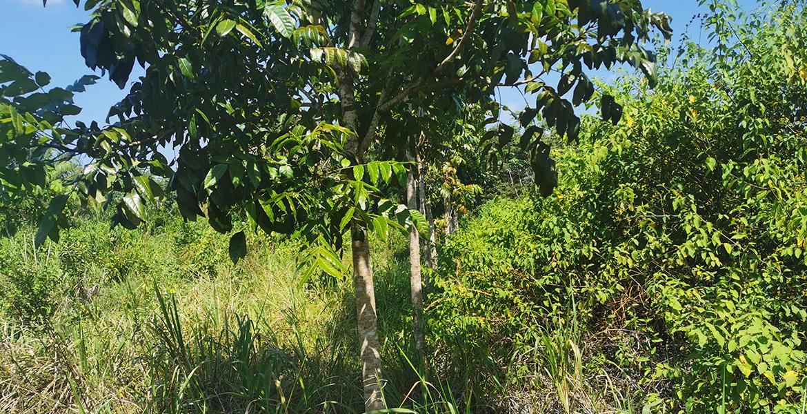 Double Lot on Jenkins Creek — 40 Acres of Fertile Land! — photo 4