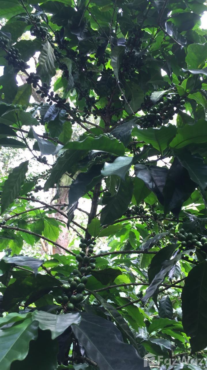 335 acres Coffee and Avocado Farm in Barahona — photo 2