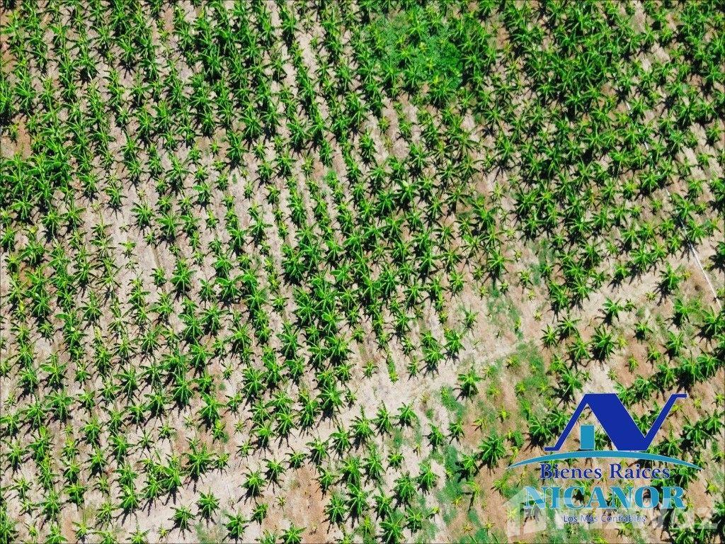 Banana plantation farm for sale in San Felipe De Puerto Plata — photo 4