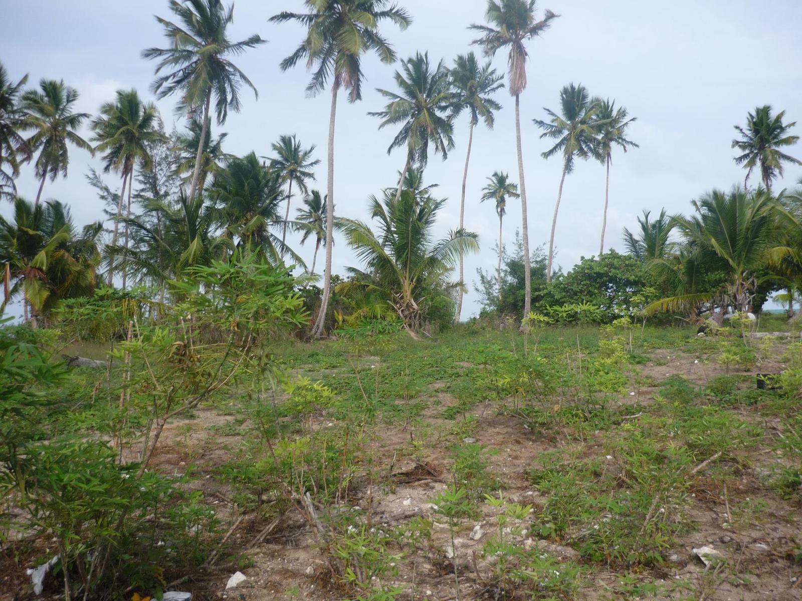 1.020 ACRES MANGROVE CAY — photo 4