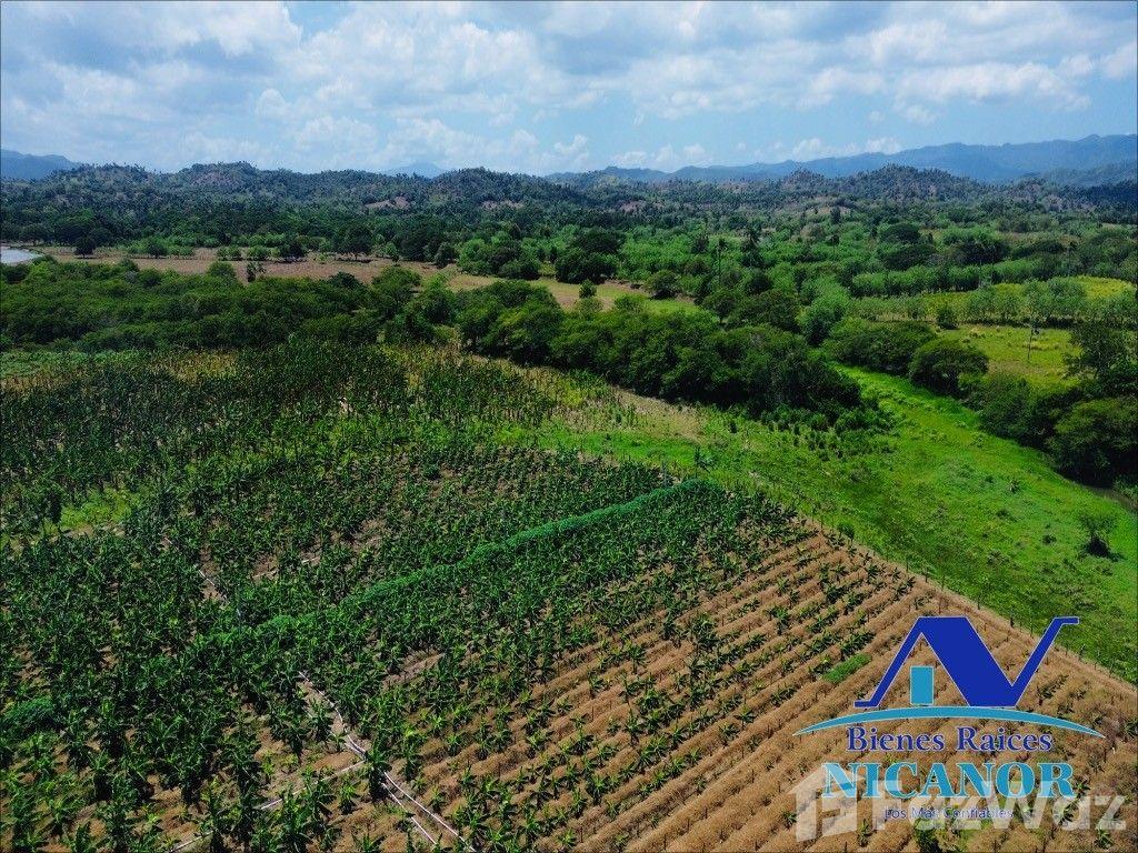 Banana plantation farm for sale in Imbert — photo 5