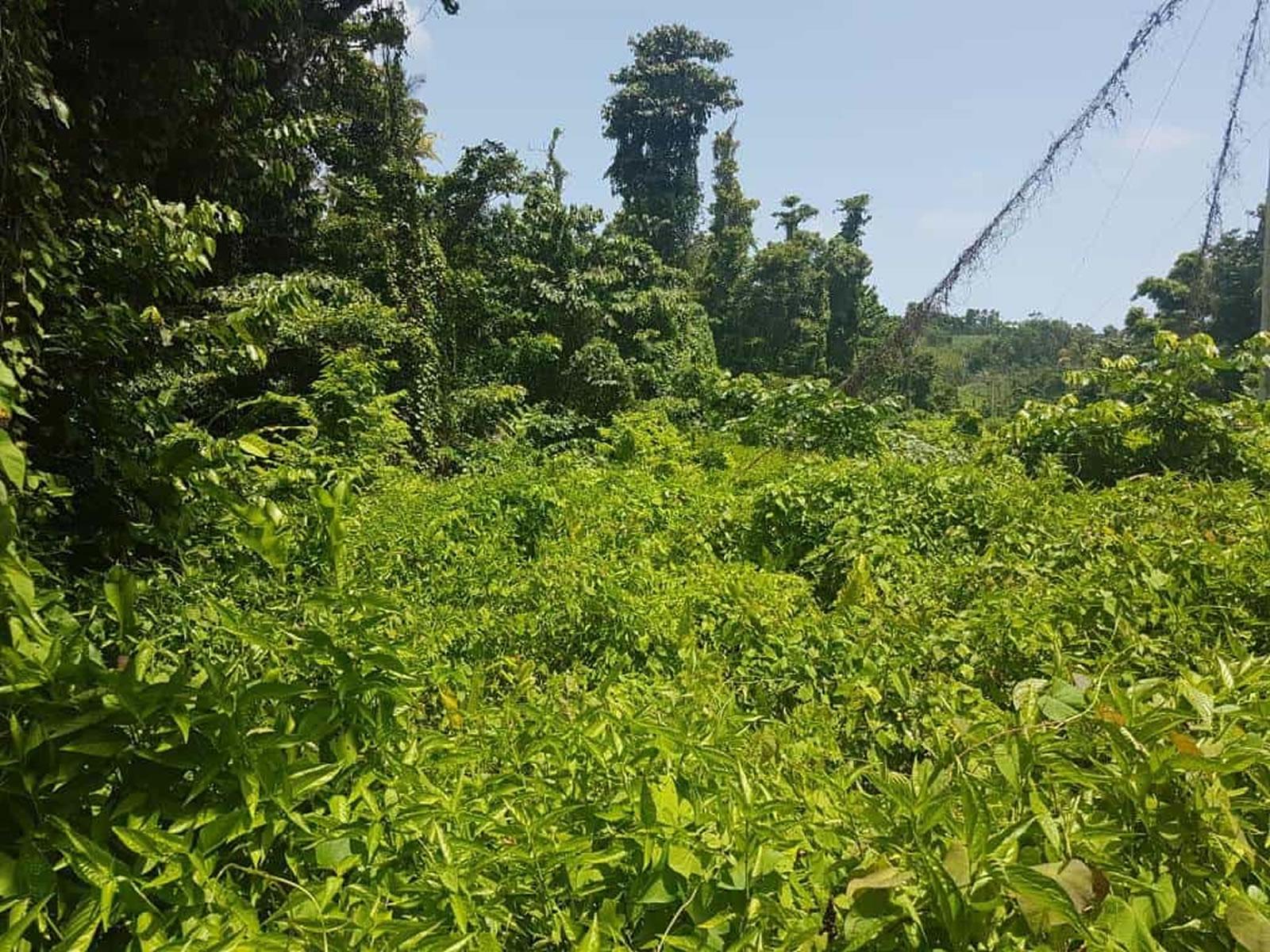 10 Acres of Land for Sale, Calibishie, Dominica — photo 1