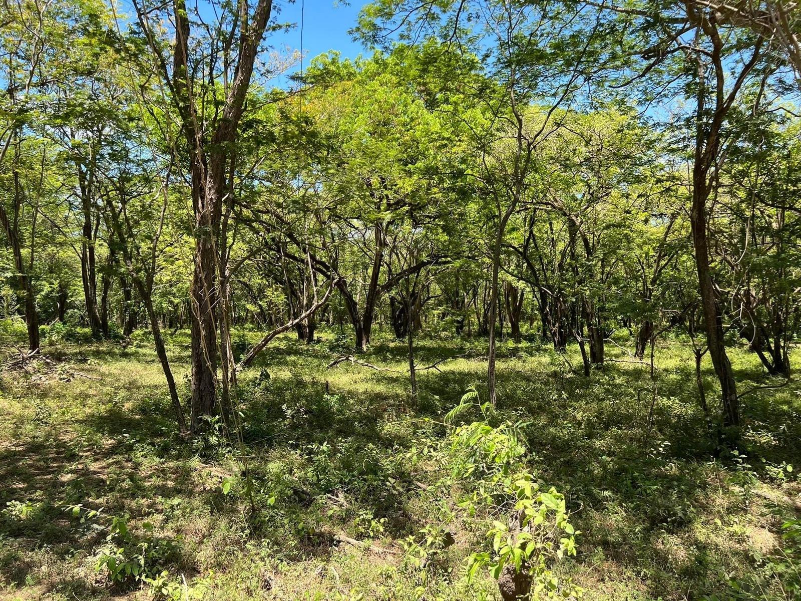 14 Acres of Land for Sale, Matapalo, Playa Grande, Guanacaste, Costa Rica — photo 4
