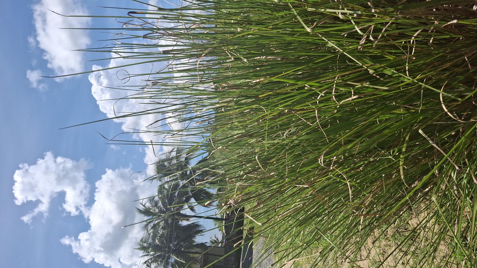 Approximately 34000 sq ft residential land Cunupia — photo 1