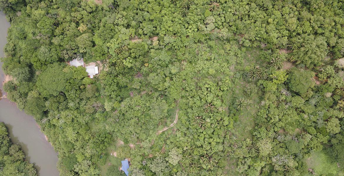1/4 Acre Lush Jungle Lots — photo 4