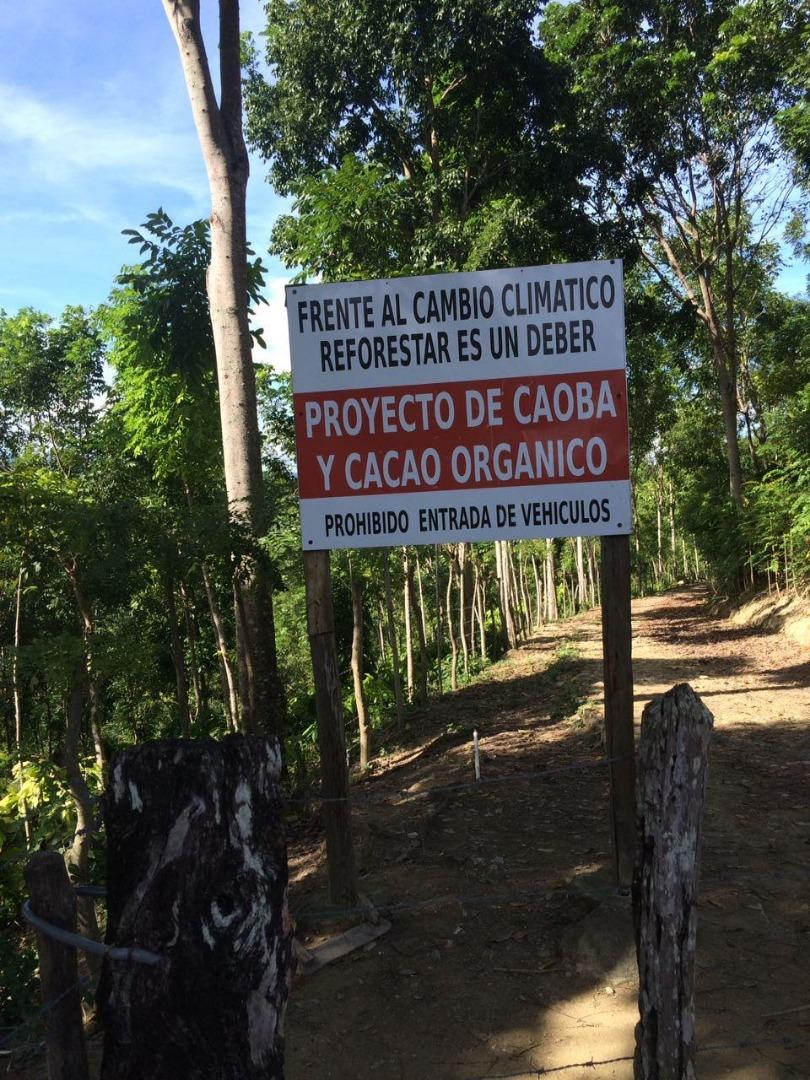 Mixed Farming Cocoa-Honduran Mahogany-Cattle Farm — photo 4