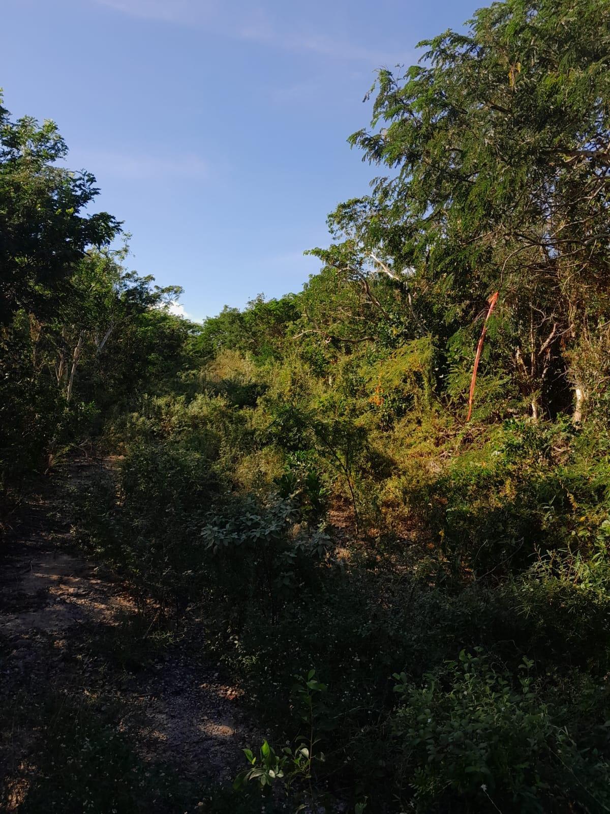 HUMMINGBIRD HEIGHTS — photo 2