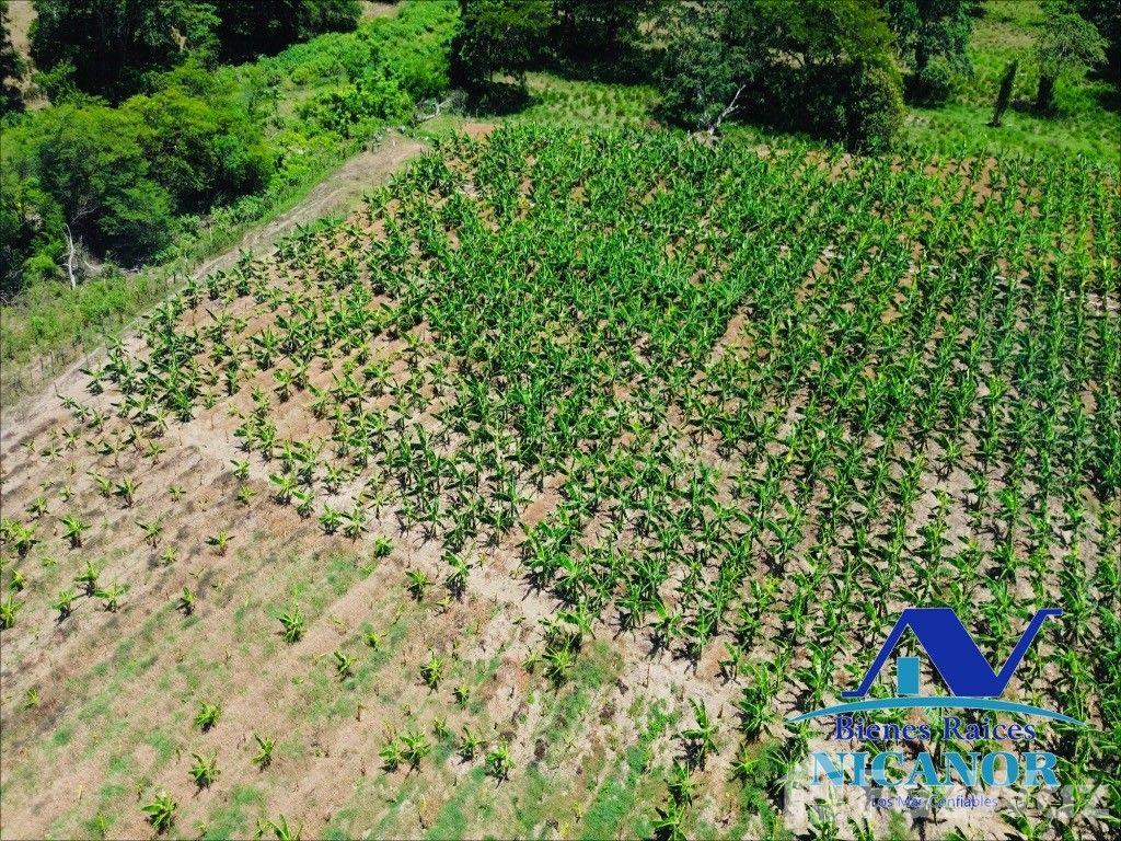 Banana plantation farm for sale in Imbert, Puerto Plata — photo 2