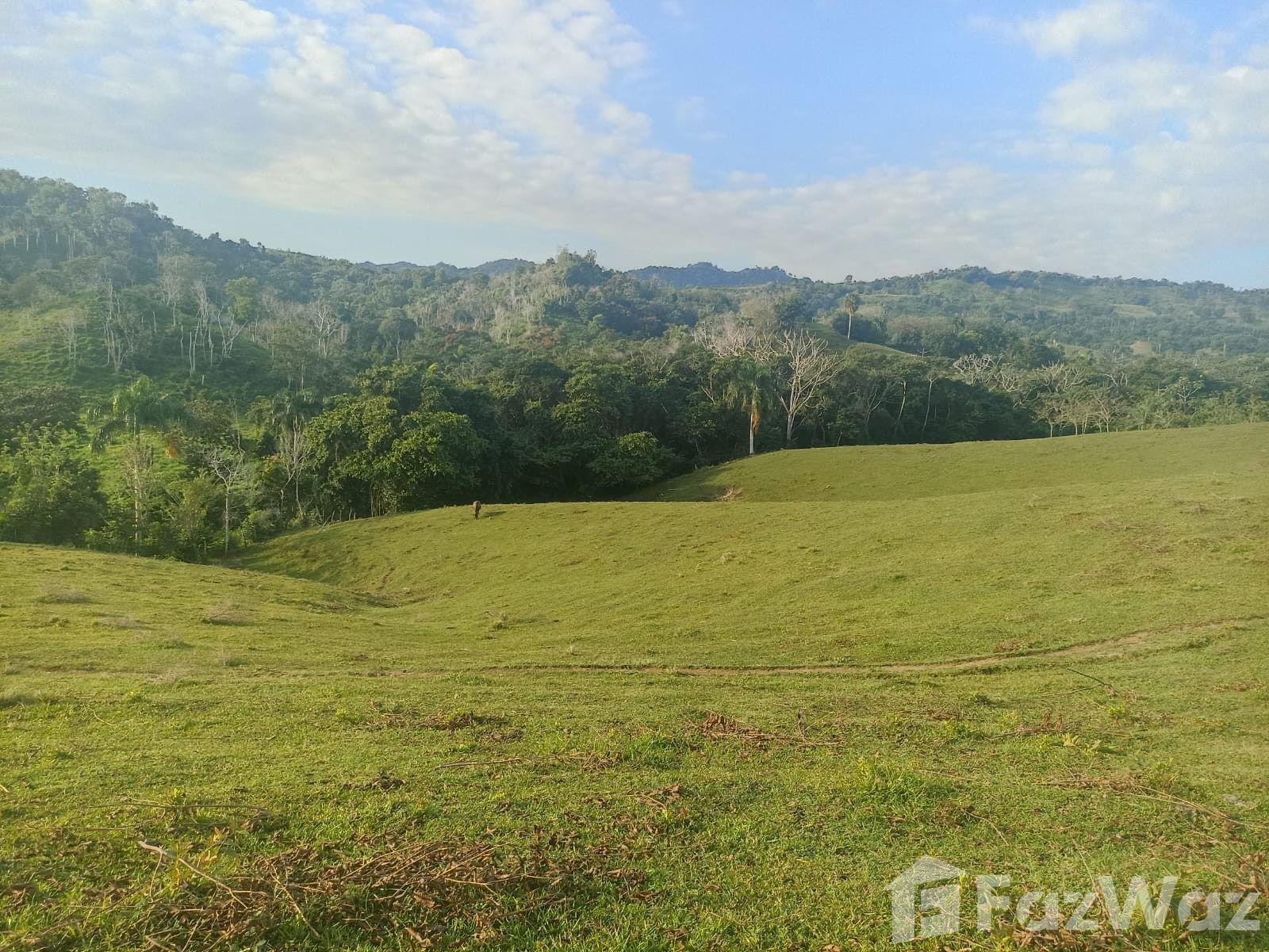 Finca Ganadera en Venta - Puerto Plata — photo 5