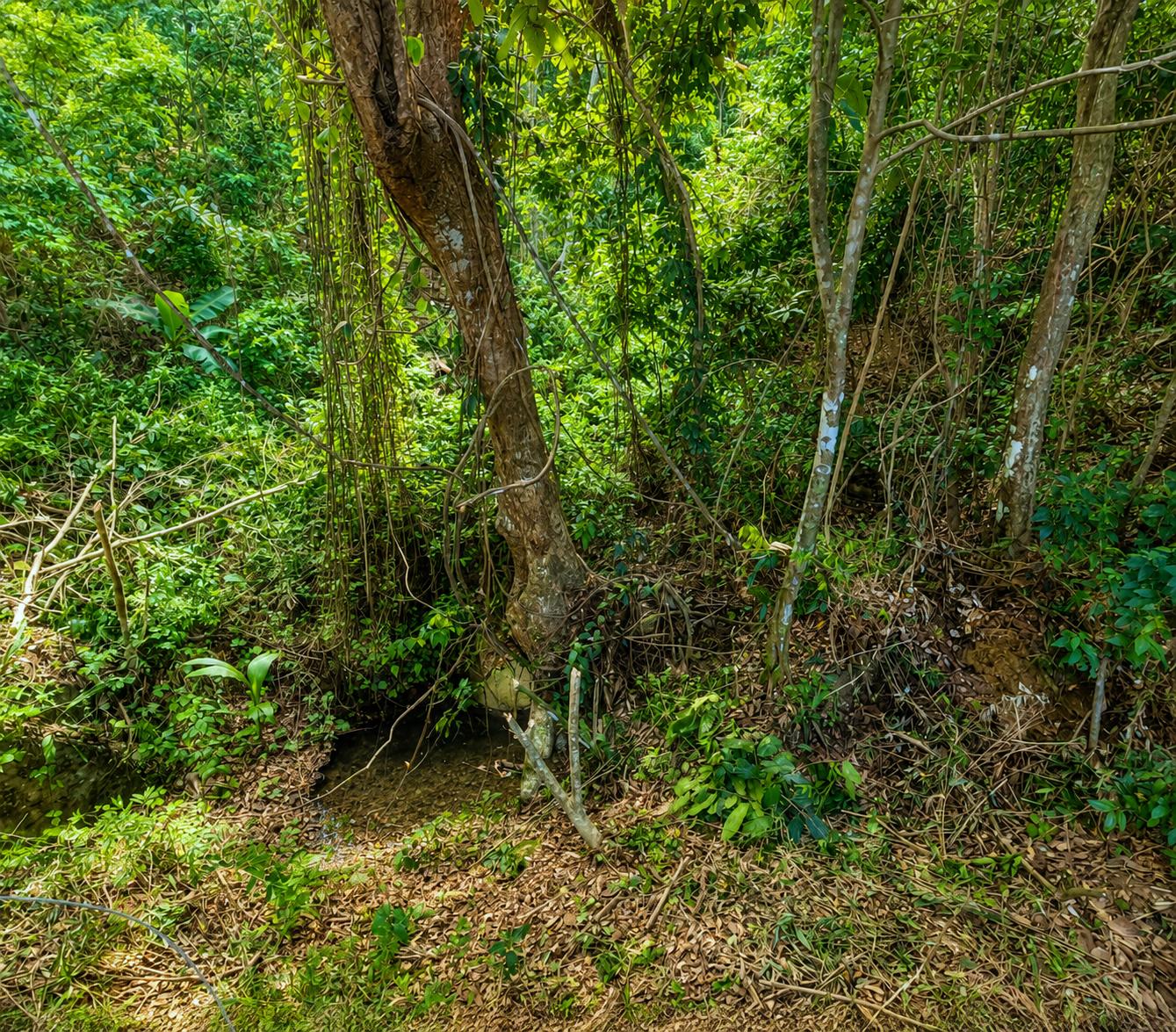 6.22 acres with natural spring — photo 4