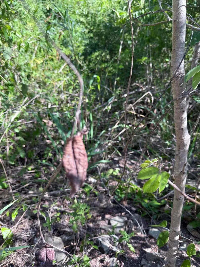 0.79 Acre Homesite in Cotton Valley, St. Croix — photo 4