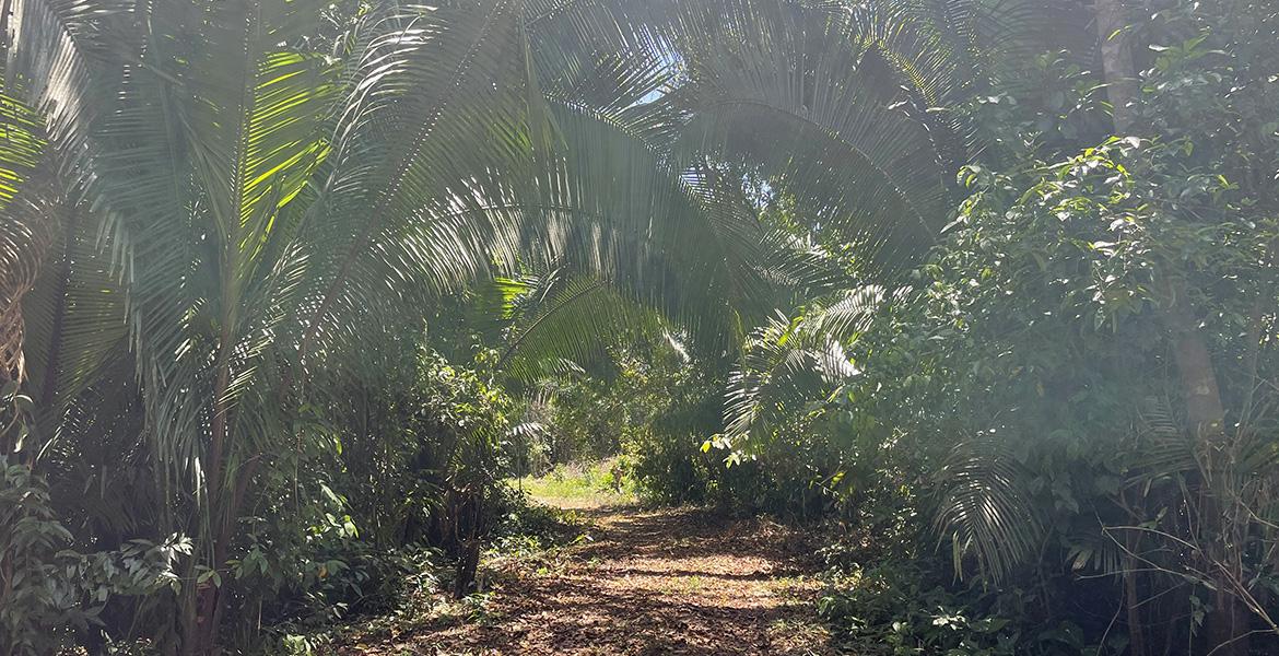 43 Acres of Lush Jungle near Red Bank — photo 1