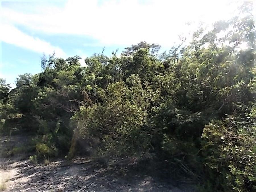 LOT# 20 STELLA MARIS — photo 5