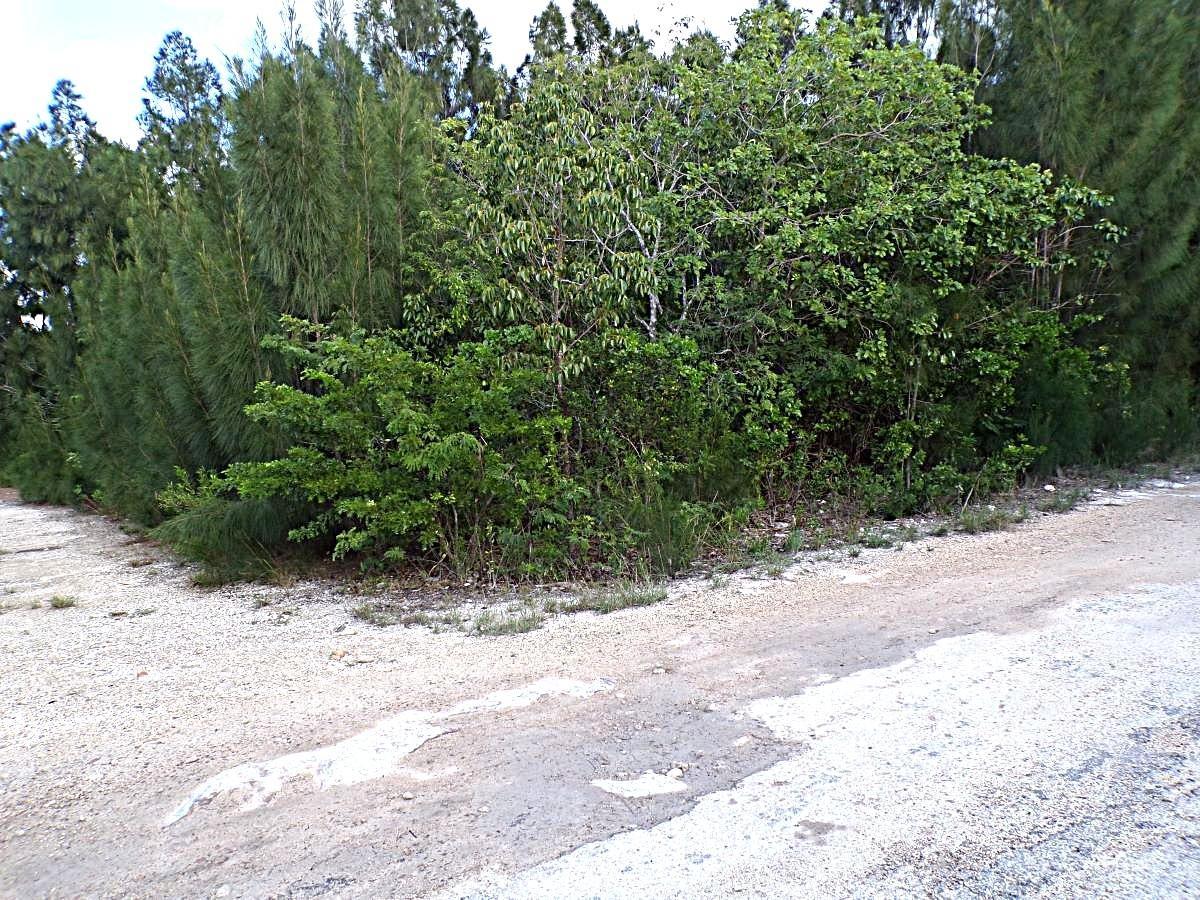 PLOT# 20 O’NEIL’S — photo 4