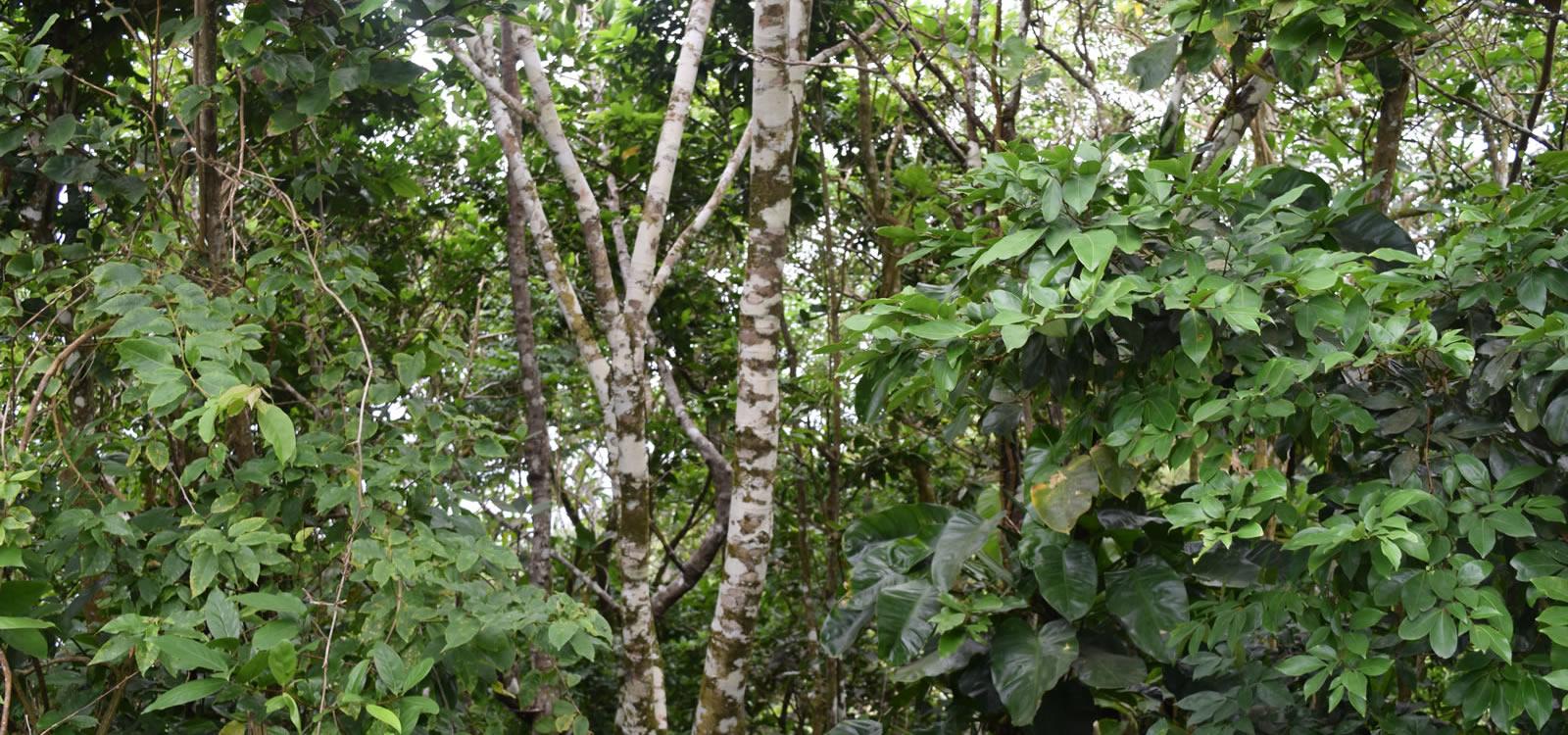 1 Acre of Land for Sale, Upper Hell's Gate, Saba — photo 2
