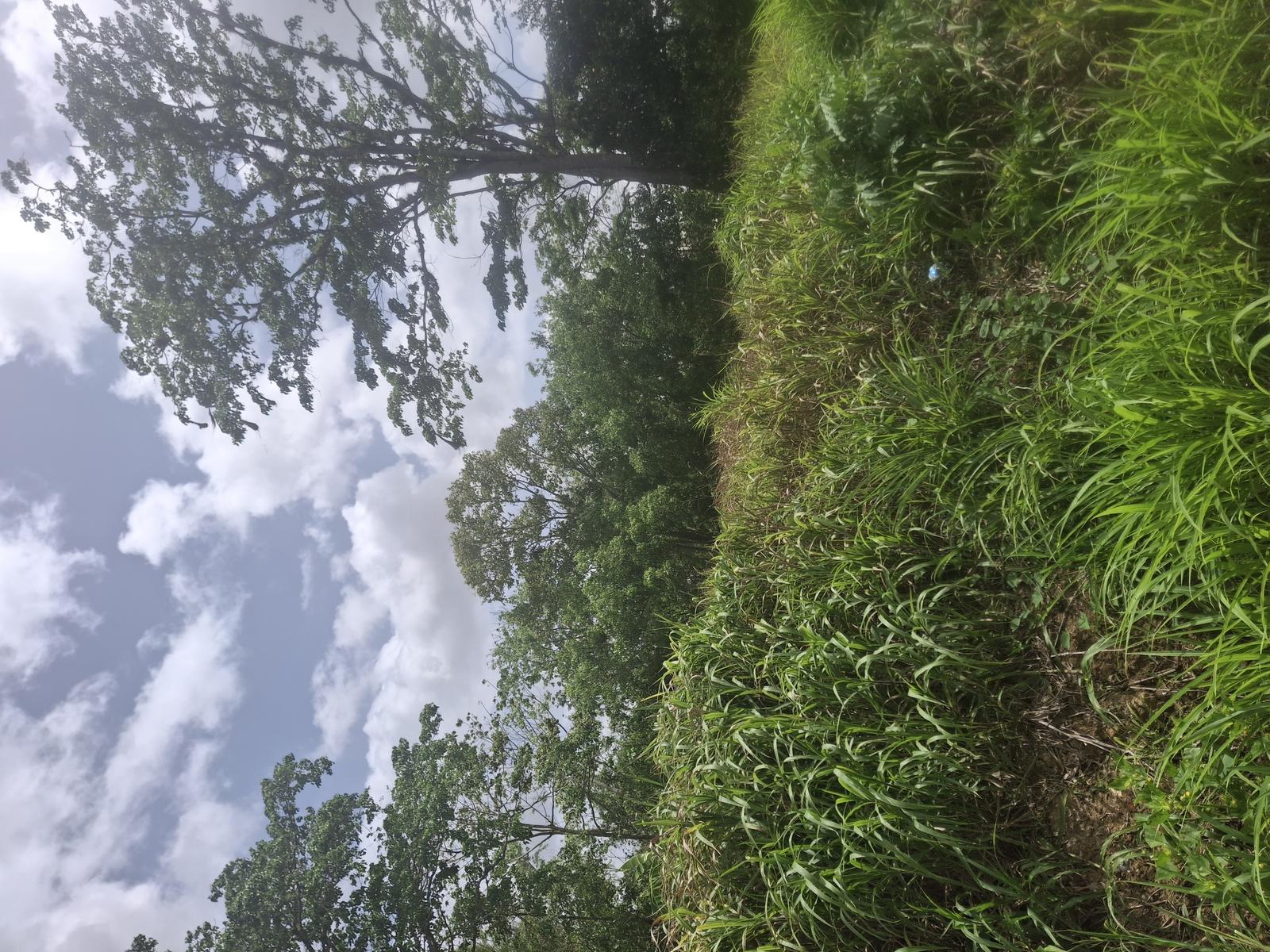 Residential Lot for Sale in Caigual, Trinidad and Tobago — photo 1