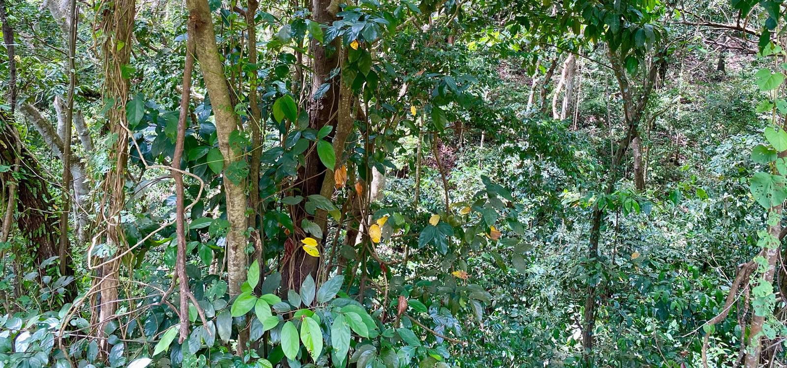 1 Acre Lot for Sale, Upper Fern Hill, Nevis — photo 2