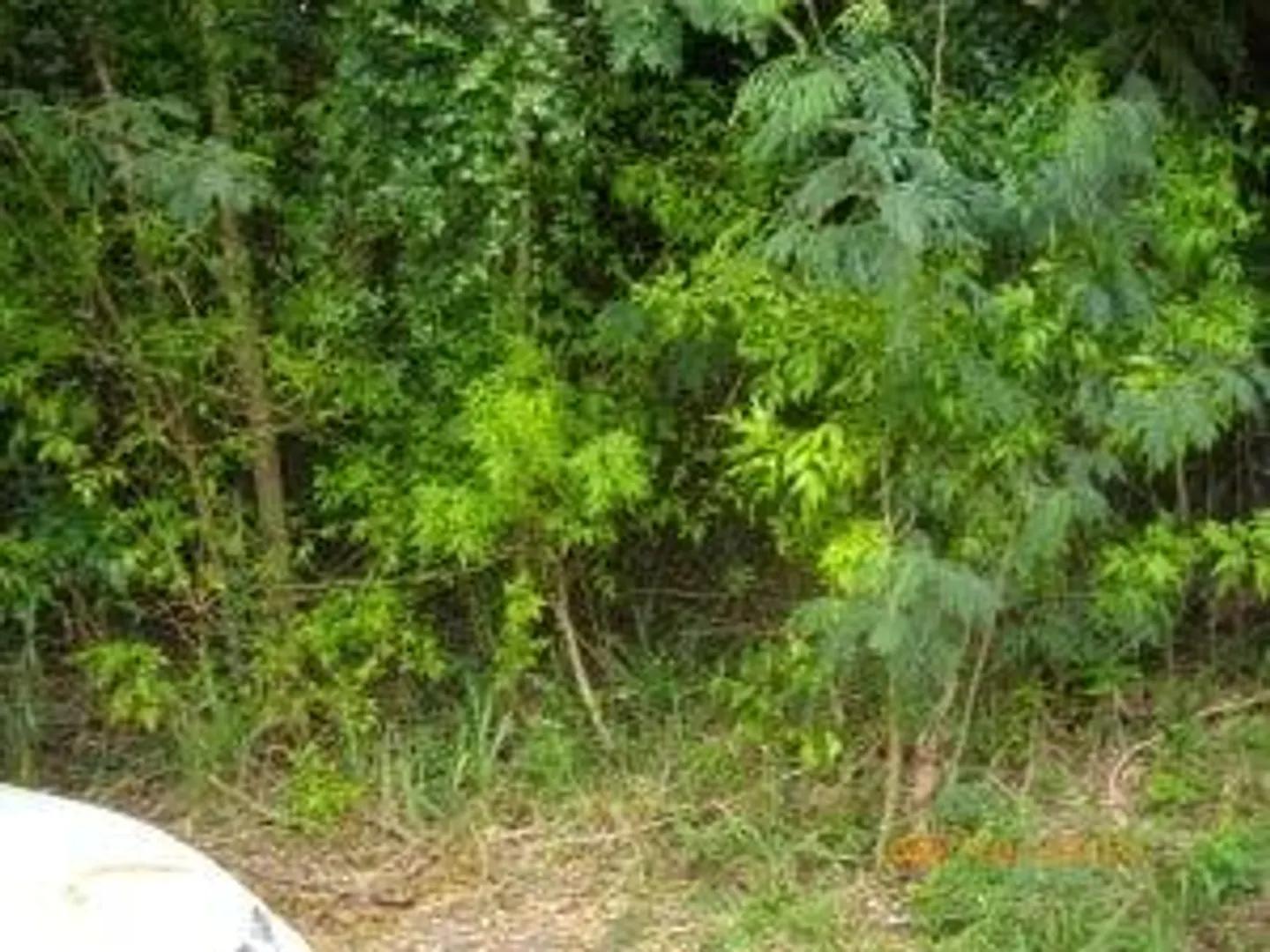 6.29 Acre Homesite in Mt. Victory, St. Croix — photo 1